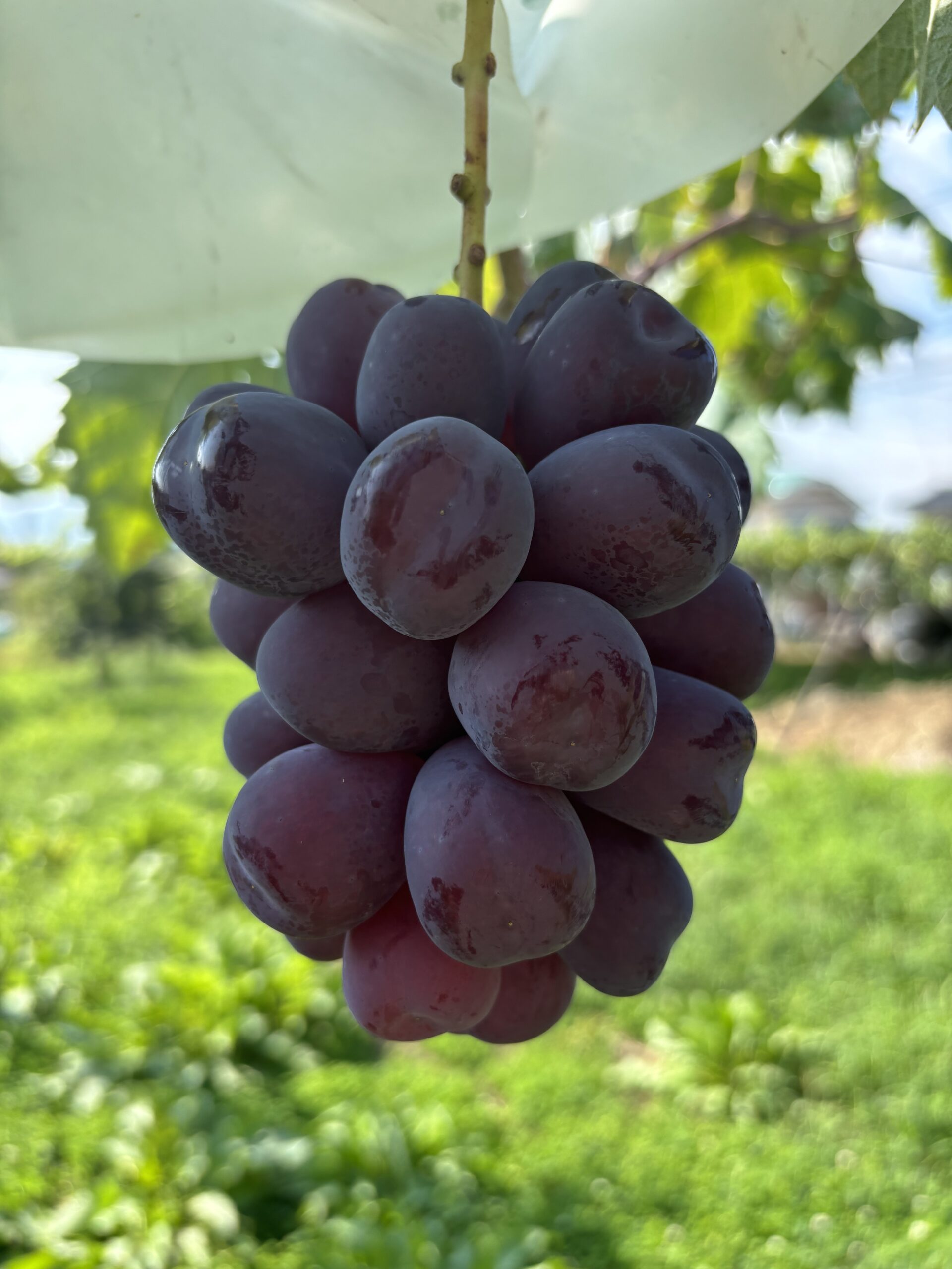 fujinokagayaki-scaled %