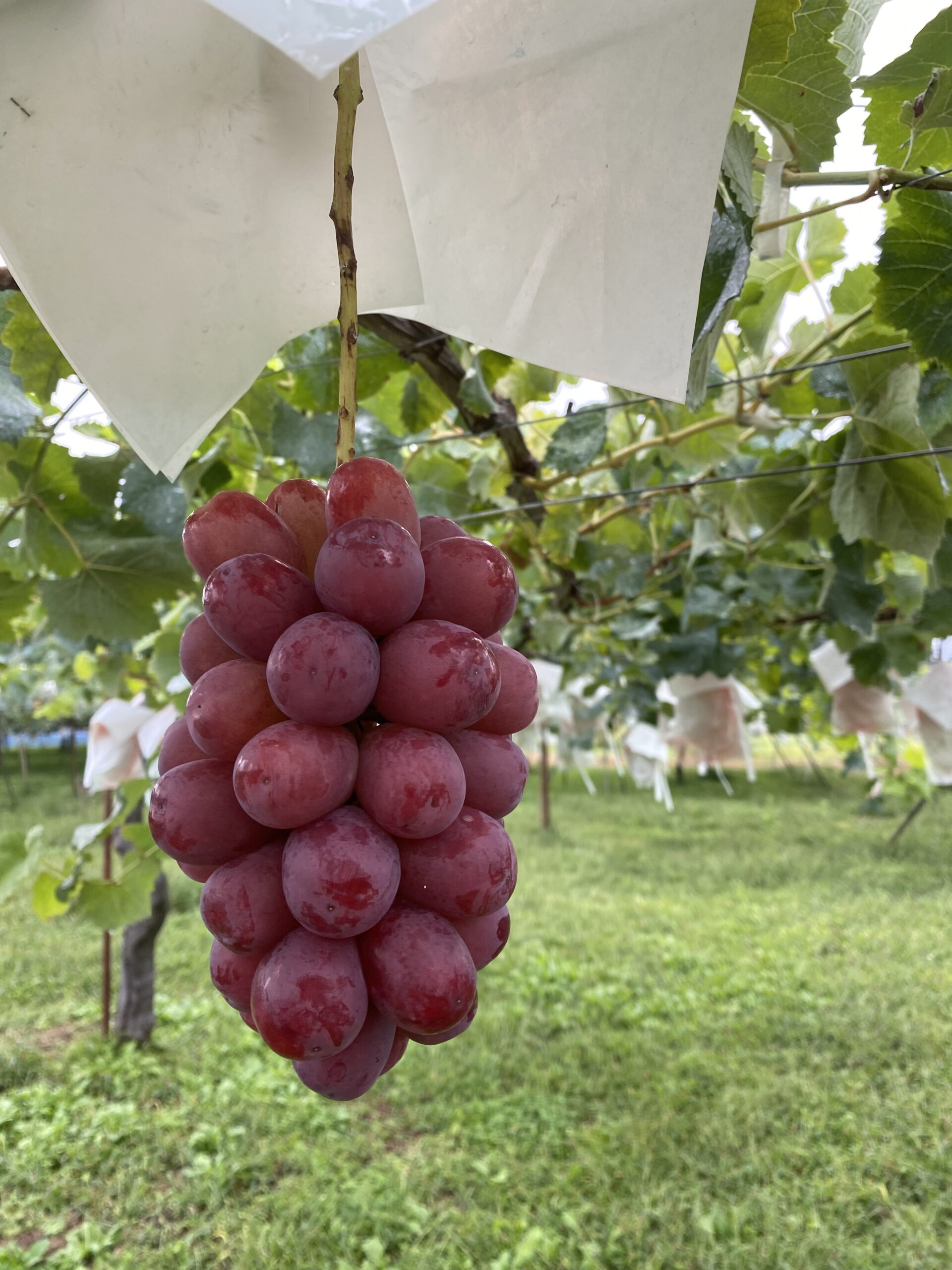 queen-rouge-scaled %