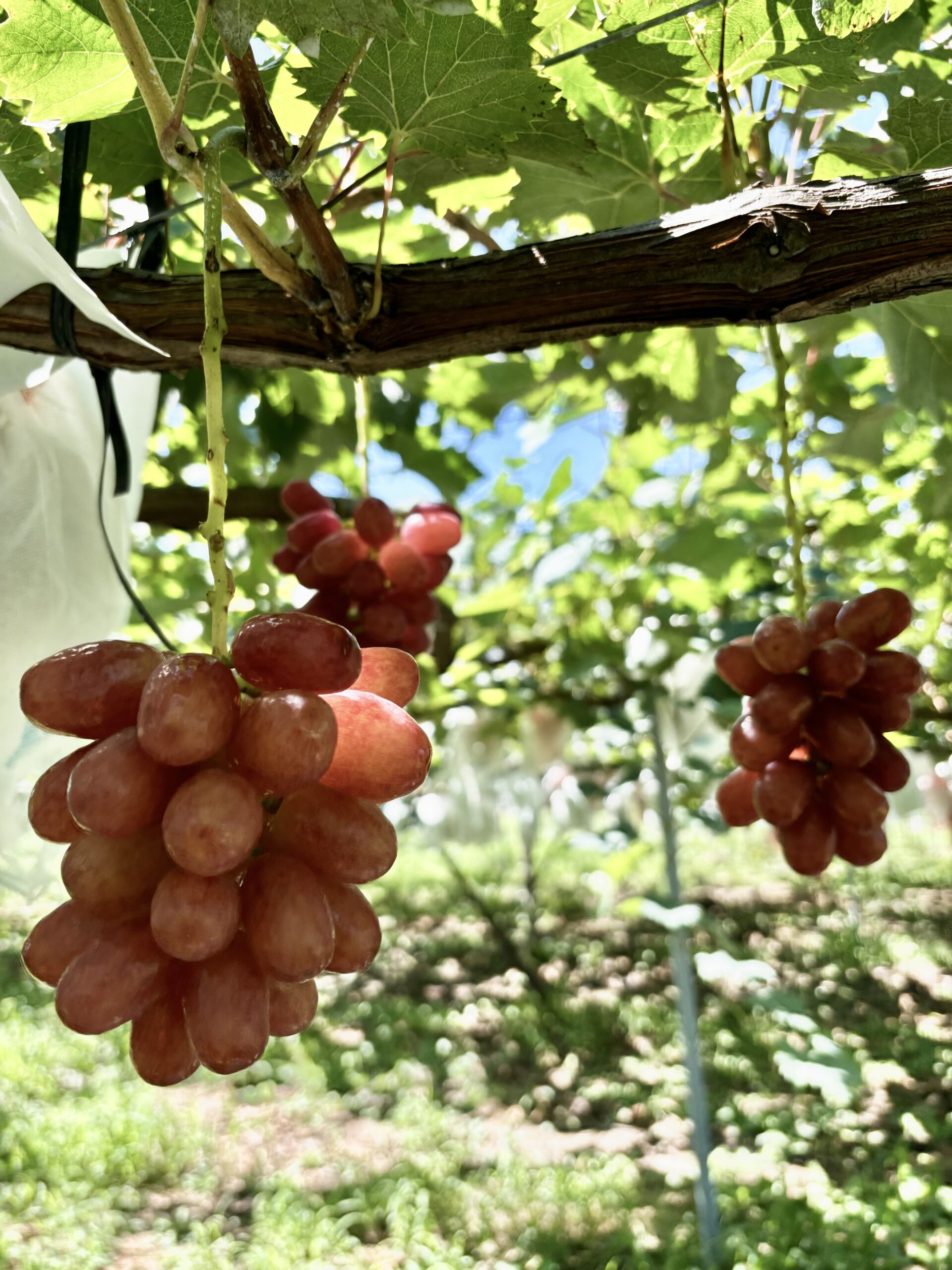 queen-seven-scaled %