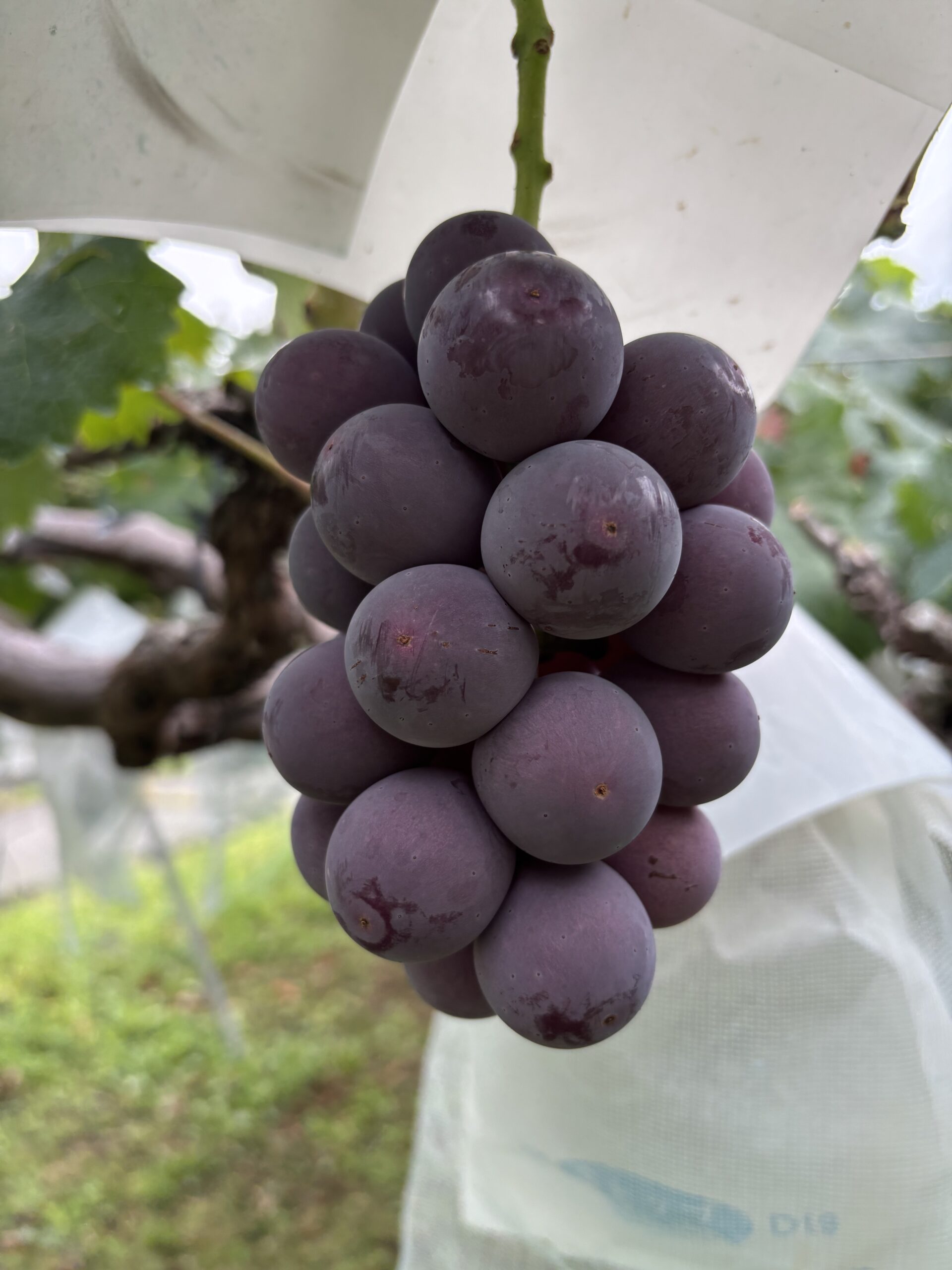 tanenashi-kyohou-scaled %